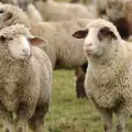 Мастит при овцете и козите