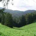Община Банско прехвърли стопанисването на горските масиви