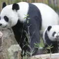 Родиха се две панди от изчезващ вид