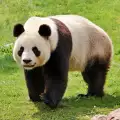 Тъжна вест! Почина най-старата гигантска панда в света