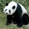 Най-старата панда в плен достига рекордна възраст