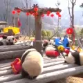 Панди в китайски зоопарк получиха подаръци за Нова година