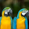 Викове за помощ спасиха папагали от пожар