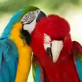 Колко години живеят папагалите?