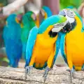 Над 1000 папагала починаха заради безхаберие на летище