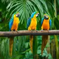 Коста Рика забрани зоологическите градини