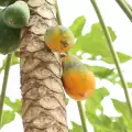 Листа от папая - как да ги използваме
