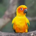 Слънчева аратинга - съвети за хранене на папагала