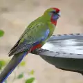 Хранене на папагал розела