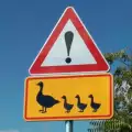 Нов пътен знак ще пази дивите птици у нас