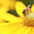 Какво да правим при ужилване от пчела и оса