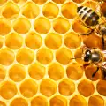 При кои болести помага пчелното млечице