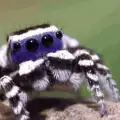 Най-симпатичният паяк впечатлява дамите със странен танц