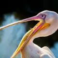 Близо 40 пеликана са открити мъртви в Бургас
