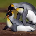 Пингвин-рогоносец хвана партньорката си в крачка