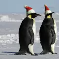 Група от пингвини влязоха в ролята на Дядо Коледа