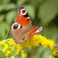 Притча за бръмбара и пеперудата