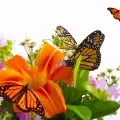 Природонаучният музей в Пловдив оживява с 500 тропически пеперуди