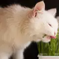 Опасно ли е за котката да яде трева?