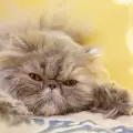 Почистване на очите на персийска котка - кога и как?