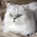 Как да се грижим за козината на персийската котка