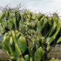 Засаждане и отглеждане на перуански кактус