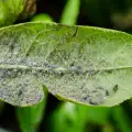 Какво трябва да знаем за листните въшки?