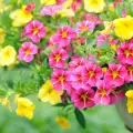 Най-подходящите летни цветя за градината