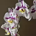 Вредители по орхидея фаленопсис