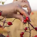 Билките на есента - време е за събиране на диви плодове