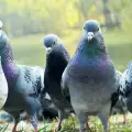 Гълъби с раници изпълняват супер мисия в Лондон