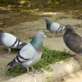 Гълъбите имат по-бърза мисъл от хората