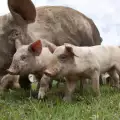 Най-разпространените породи прасета