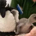 Пингвинче от счупено яйце оцеля като по чудо