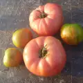 Растителна защита и борба с вредителите при розовите домати