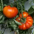 Къде изнасяме родните домати