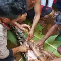 Гигантски питон погълна жена в Индонезия