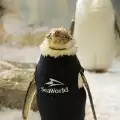 Оплешивяващ пингвин получи специално топло костюмче