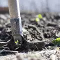 Липса на азот в почвата - как да действаме