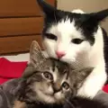 Котак стана майка на осиротели котенца