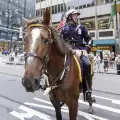 Конна полиция пази Ню Йорк от терористи