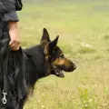 Полицейските кучета в Еквадор също се пенсионират