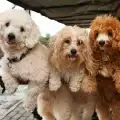 Кучета, които миришат по-малко