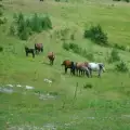 Заклали коне на стопани от село Баня
