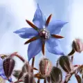 Borage Against Bronchitis and Colds