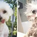 Няма такъв смях! Вижте тези кучета преди и след баня