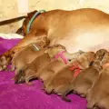 Правилната грижа за новородени кученца