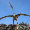 Discovered: Pterosaur with a Head That Looks Like a Butterfly