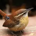 Орехче - едно от най-дребните птичета