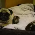 Благороден мопс стана майка на три изоставени котенца